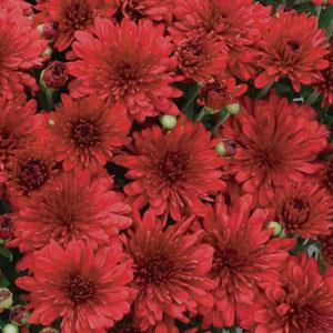 Red Hots
