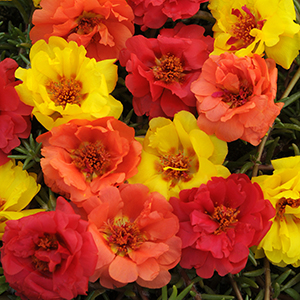 Portulaca Happy Hour